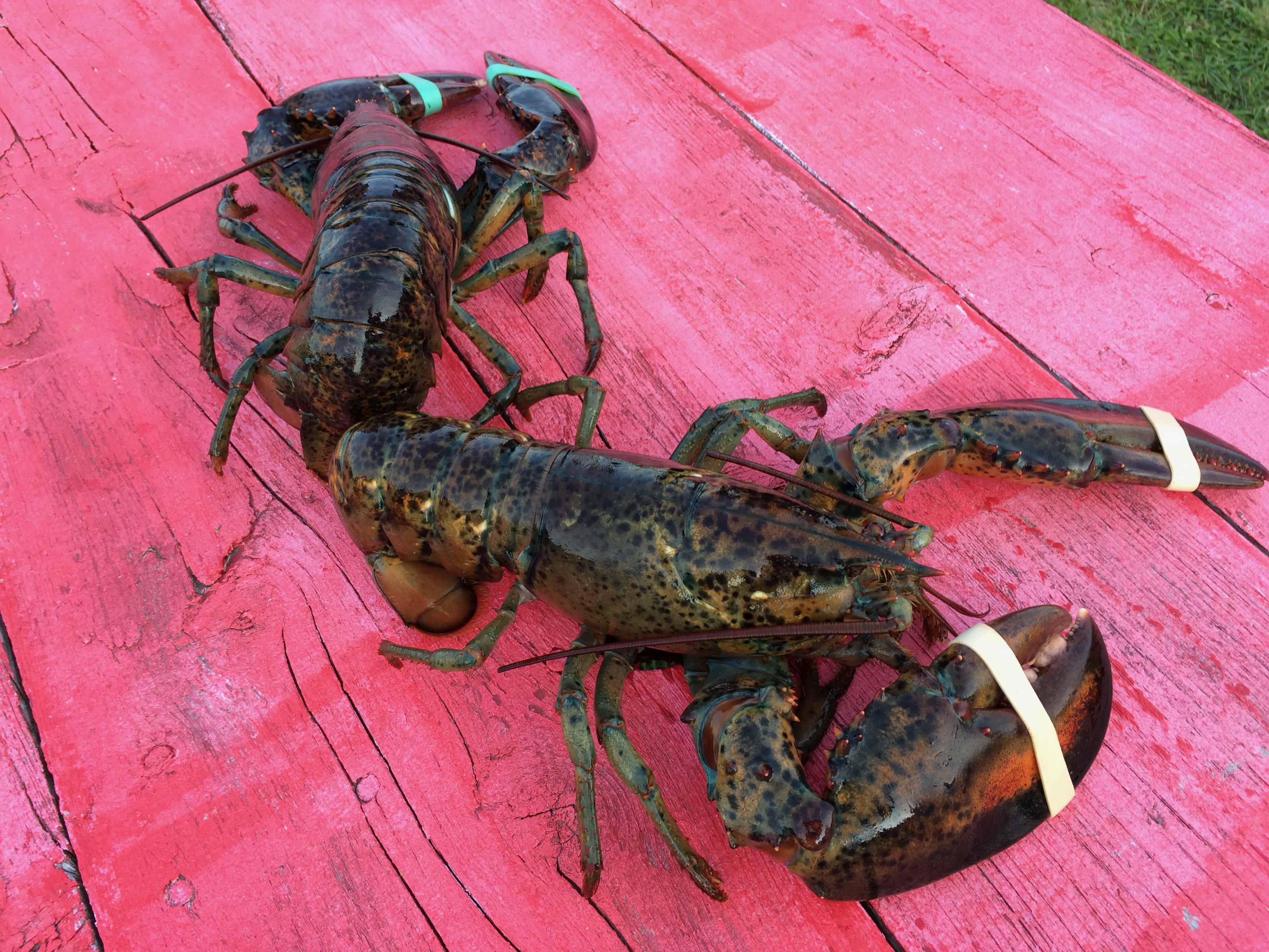 Live lobsters on the picnic table